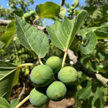 Guest house Casa Blu