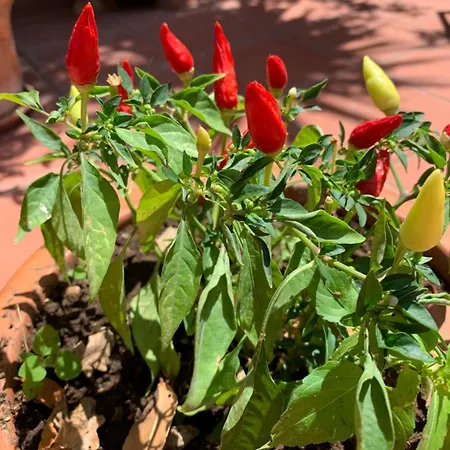 Casa Blu 3* Anacapri (Isola di Capri)