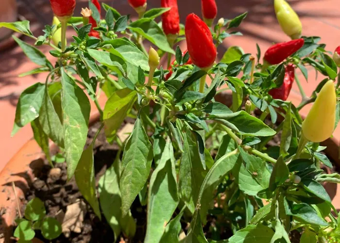 Casa Blu 3* Anacapri (Isola di Capri)